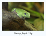 Smokey Jungle Frog