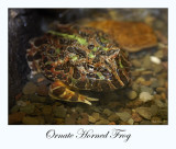 Ornate Horned Frog