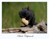 Black Chipmunk