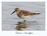 Baird`s Sandpiper