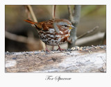 Fox Sparrow