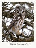 Northern Saw-whet Owl