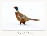 Ring-necked Pheasant