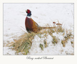 Ring-necked Pheasant