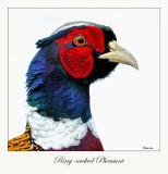 Ring-necked Pheasant