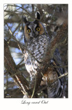 Long-eared Owl