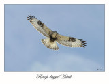 Rough-legged Hawk