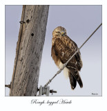 Rough-legged Hawk