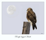 Rough-legged Hawk