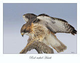 Red-tailed Hawk