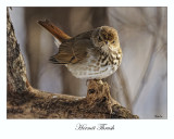 Hermit Thrush