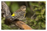 Yellow-rumped Warbler