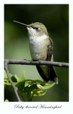 Ruby-throated Hummingbird