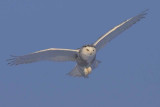 Snowy Owl