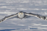 Snowy Owl