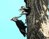 Pileated Woodpeckers