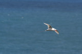 kauai_20090730_0512_redtail_tropicbird.jpg
