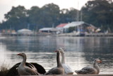 Stachan Harbour