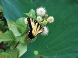Tiger Swallowtail Butterfly on Buttonbush