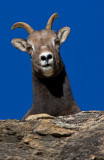DSC_9191a.jpg