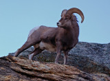 DSC_9250a.jpg