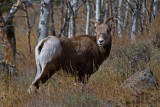 DSC_9364a.jpg