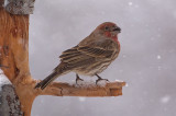 DSC_0109a.jpg