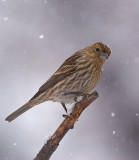 DSC_0135a.jpg