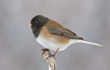 DSC_0272aC.jpg