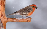 DSC_0282a.jpg