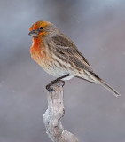 DSC_0311bC.jpg