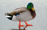 DSC_0493a.jpg