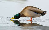 DSC_0511aC.jpg