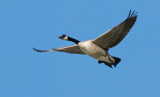 DSC_0557bC.jpg