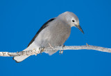 DSC_0781a.jpg