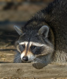 DSC_0927aC.jpg