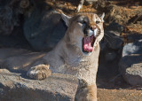 DSC_1003aC.jpg