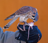 DSC_1116aC.jpg