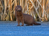 DSC_3085a.jpg