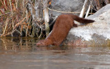 DSC_3392a.jpg