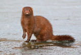 DSC_3396a.jpg