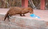 DSC_3412a.jpg