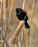DSC_3698a.jpg