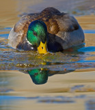 DSC_3839aC.jpg