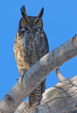 DSC_4312aC.jpg