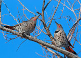 DSC_4412a.jpg