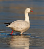DSC_4451a.jpg