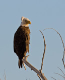 DSC_4685a.jpg