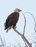 DSC_4751a.jpg