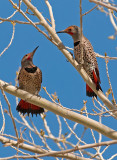 DSC_4895a.jpg